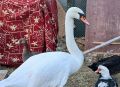 Под Волгоградом спасли лебедя с переломом крыла